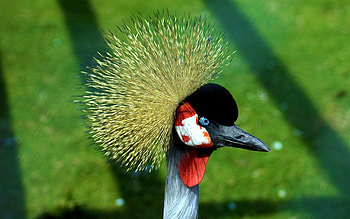 Animals, Feather, Beautiful, Head, Crane HD wallpaper
