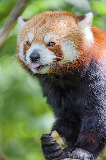 Funny, Animals, Animal, Protruding Tongue, Tongue Stuck Out, Red Panda HD phone wallpaper