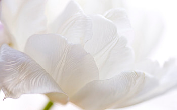 Flower, Macro, Petals, Tulip, Stem, Stalk HD wallpaper