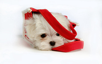 Animals, Fluffy, To Lie Down, Lie, Muzzle, Puppy, Bag HD wallpaper
