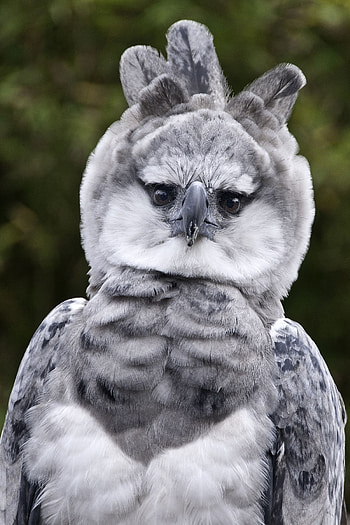 Harpy eagle inspiration, Birds of prey collection, Unique avian beauty, Nature's wonders HD phone wallpaper