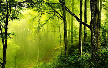 greenery, rays, green, forests, nature, haze, nice HD wallpaper