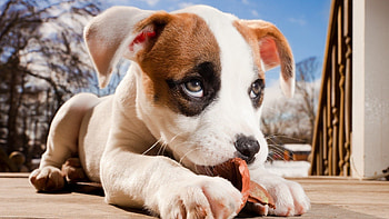 Dog Cute, dog, cute, animals HD wallpaper