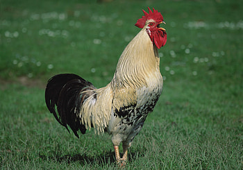 Animals, Scream, Cry, Cock, Rooster, Song HD wallpaper