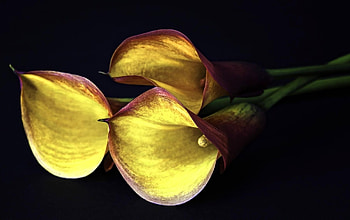 Flowers, Black Background, Calla, Callas, Three HD wallpaper