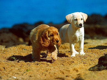 Animals, Dogs HD wallpaper