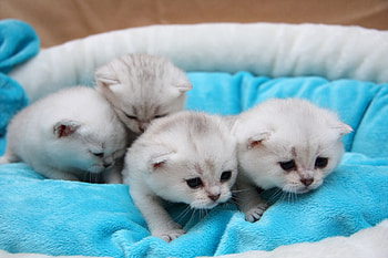 Animals, To Lie Down, Lie, Toddlers, Kids, Small, Kittens HD wallpaper