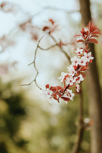 Flowers, Petals, Spring HD phone wallpaper