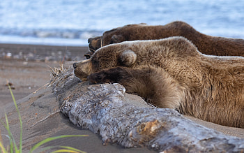 Grizzly Bears, animal, grizzly, nature, bear HD wallpaper