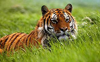 Animals, Tigers HD wallpaper