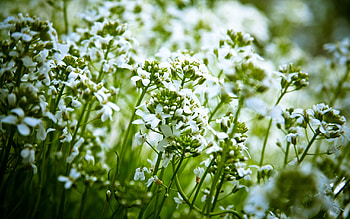Plants, Nature, Flowers HD wallpaper