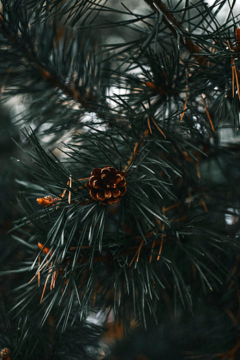 Nature, Needle, Branch, Spruce, Fir, Spruce Cone, Spruce Bump HD phone wallpaper