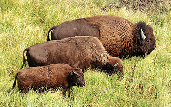 Wild American Bison, Yellowstone N.P., grass, bison, nature, yellowstone HD wallpaper