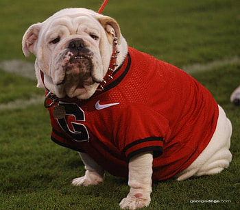 Uga BULLDOG, dog, bulldog, uga, georgia HD wallpaper