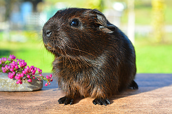 Animals, Shine, Brilliance, Rodent, Guinea Pig HD wallpaper