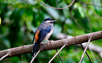 Animals, Bird, Sit, Branch, Color HD wallpaper
