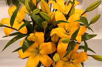 Flowers, Leaves, Lilies, Buds HD wallpaper