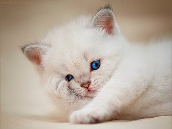 Sleepy kitten, animal, kitten, white, kitty, blue-eyed, sleepy, cat, fluffy HD wallpaper