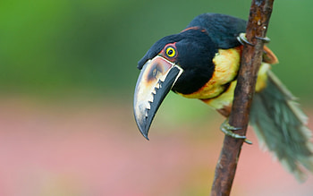 Animals, Bird, Wood, Beak, Tree, Branch, Toucan HD wallpaper