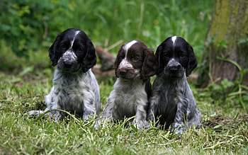 Animals, Dogs HD wallpaper