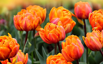 TULIPS, PETALS, LEAVES, NATURE, COLORS HD wallpaper