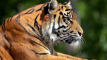 Im-looking-you, cat, wild, tiger, tigers HD wallpaper