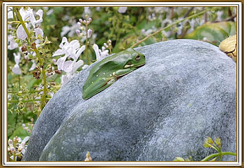 FROG ON A PUMPKIN, NATURE, FROG, , PUMKIN HD wallpaper