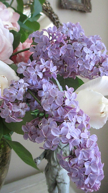 Lilac, Lilac Violet, Violet HD phone wallpaper