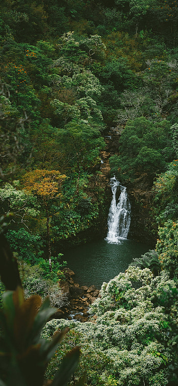 jungle , Exotic close-ups, Nature's artistry, Mobile beauty HD phone wallpaper
