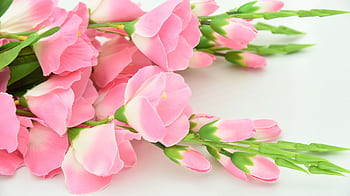 Close-up of beautiful pink cherry blossoms showcasing full bloom with vivid petals and lush greenery. HD wallpaper