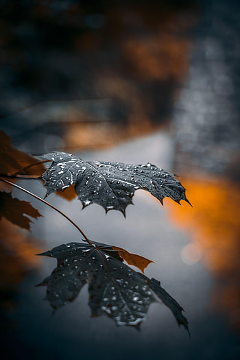 Drops, Reflection, Macro, Leaflet, Maple HD phone wallpaper