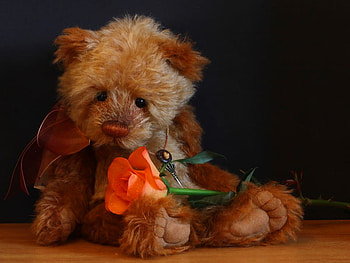 Will you forgive me?, rose, teddy bear, red, cute, flowers, forgive, gift HD wallpaper