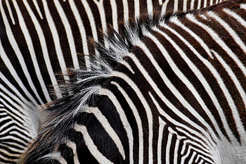 Zebra Stripes, Animal, zebra HD wallpaper