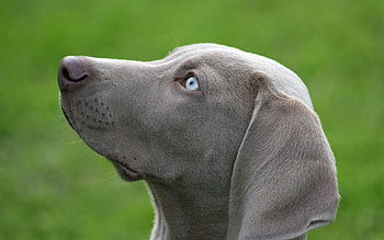 Animals, Dog, Muzzle, Profile, Blue Eyed, Blue-Eyed HD wallpaper