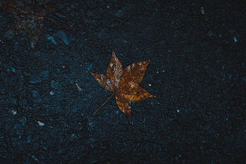 Nature, Wet, Leaf, Sheet, Maple, Humid HD wallpaper