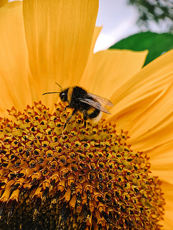 Flower, Macro, Petals, Bee, Pollination HD phone wallpaper