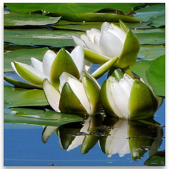 waterlily, white, reflection, pond HD wallpaper