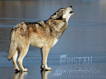 Howling Grey Wolf, wolf howling, wolves, wild animals, howl, puppies, cold, grey wolf, wild wolves, animals howling, pretty wolves, pack, wildlife, timber wolf, animals, ice HD wallpaper