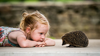 Little Girl and Hedgehog, animal, hedgehog, girl, little HD wallpaper