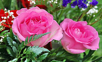 Flowers, Roses, Leaves, Close-Up, Gypsophilus, Gipsophile HD wallpaper