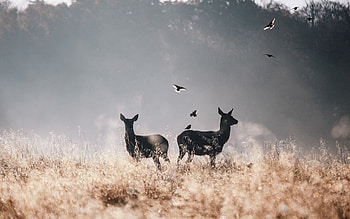 Animals, Birds, Deers, Fog, Field, Flight HD wallpaper