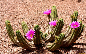 Plants, Cactuses HD wallpaper