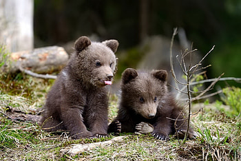 Bear, animal, brown, cub HD wallpaper