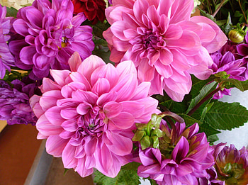 Flowers, Bright, Bouquet, Dahlias HD wallpaper
