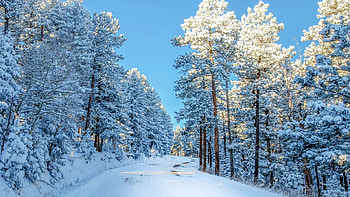 Winter Forest, trees, sky, road, snow HD wallpaper