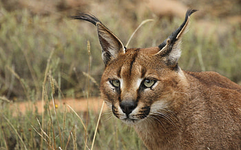 Caracal, Wild animal, Cat HD wallpaper