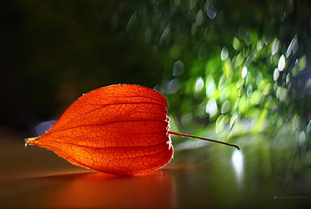 Physalis, bokeh, reflection, plants, lines, orange HD wallpaper