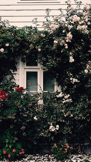 man made, window HD phone wallpaper