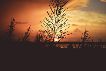 Nature, Dawn, Plant, Stem, Stalk HD wallpaper