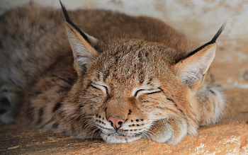 Animals, Iris, Muzzle, Predator, Big Cat, Sleep, Dream HD wallpaper
